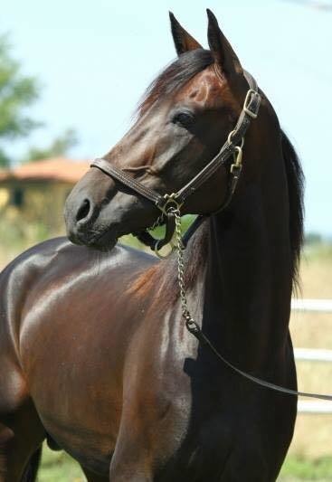 Le champion Ringostarr Treb.